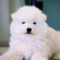 Chiots samoyède lof type ours (parents testés)