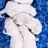 Chiots samoyède lof type ours (parents testés) #4