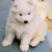 Chiots samoyède lof type ours (parents testés) #1