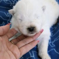 Chiots samoyède lof type ours (parents testés) #1