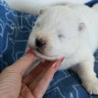 Chiots samoyède lof type ours (parents testés) #2