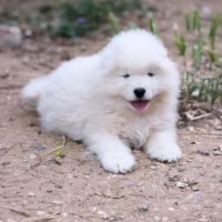Chiots samoyède lof type ours (parents testés)