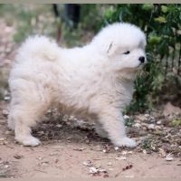 Chiots samoyède lof type ours (parents testés) #2