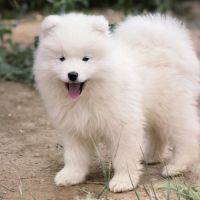 Chiots samoyède lof type ours (parents testés) #4