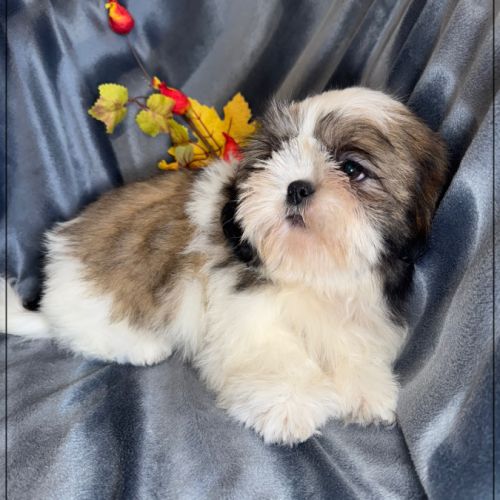 Disponible, greg, superbe mâle type shih tzu #2