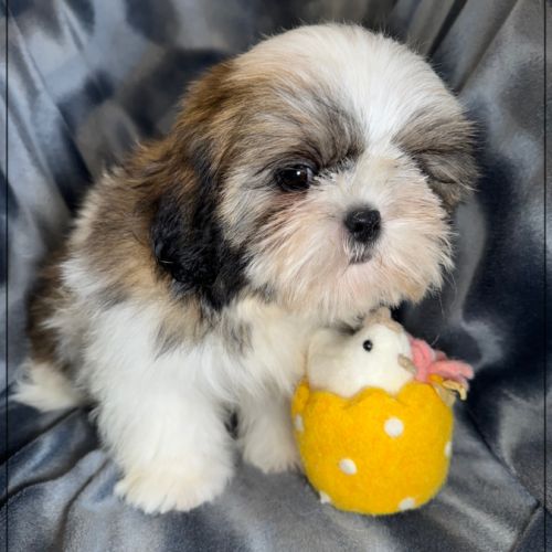 Disponible, greg, superbe mâle type shih tzu #3