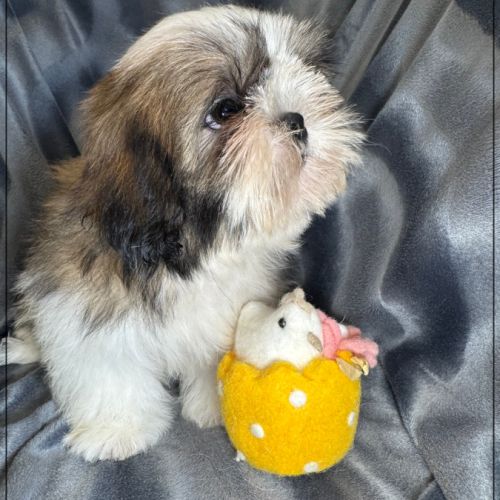 Disponible, greg, superbe mâle type shih tzu #4