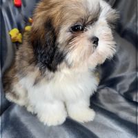 Disponible, greg, superbe mâle type shih tzu