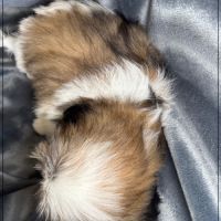 Disponible, greg, superbe mâle type shih tzu #5