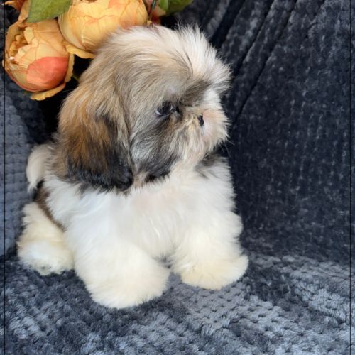 Disponible, alfred, superbe mâle shih tzu lof #3