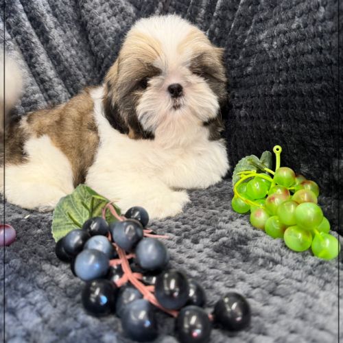 Disponible, alfred, superbe mâle shih tzu lof #4