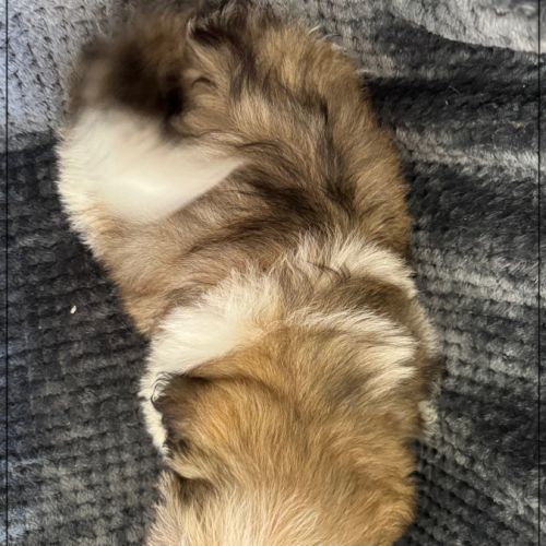 Disponible, alfred, superbe mâle shih tzu lof #5