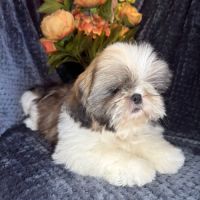Disponible, alfred, superbe mâle shih tzu lof #1