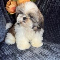 Disponible, alfred, superbe mâle shih tzu lof