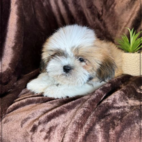 Disponible, milou, superbe mâle type shih tzu #1