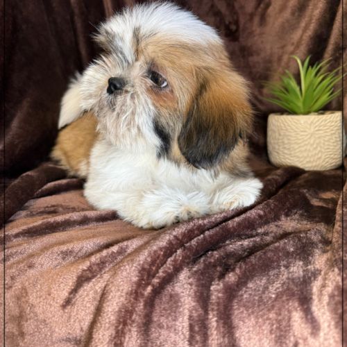 Disponible, milou, superbe mâle type shih tzu #2