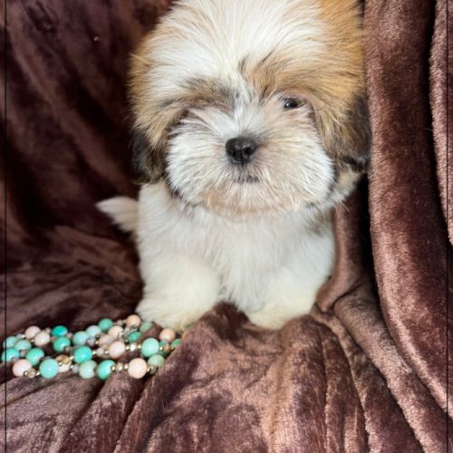 Disponible, milou, superbe mâle type shih tzu #3