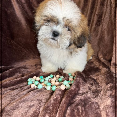 Disponible, milou, superbe mâle type shih tzu #0