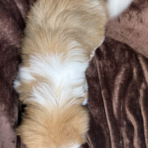 Disponible, milou, superbe mâle type shih tzu #5