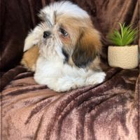 Disponible, milou, superbe mâle type shih tzu #2