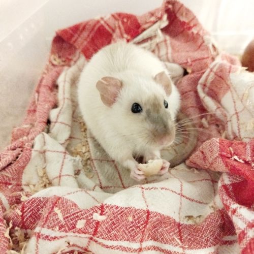 A adopter rat male #0