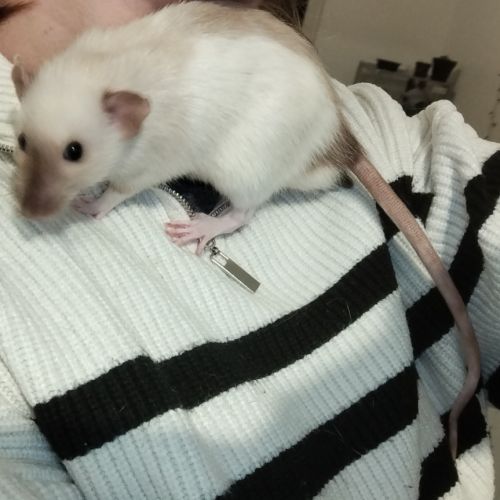 A adopter rat male #2