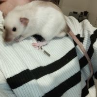 A adopter rat male #2