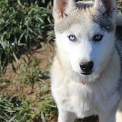 Chiot husky sibérien #1
