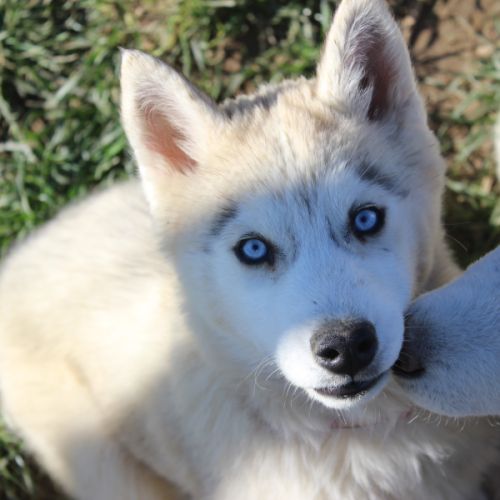 Chiot husky sibérien #2