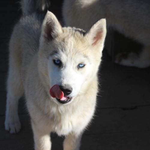 Chiot husky sibérien #3