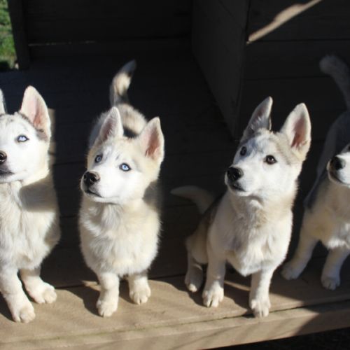 Chiot husky sibérien #0