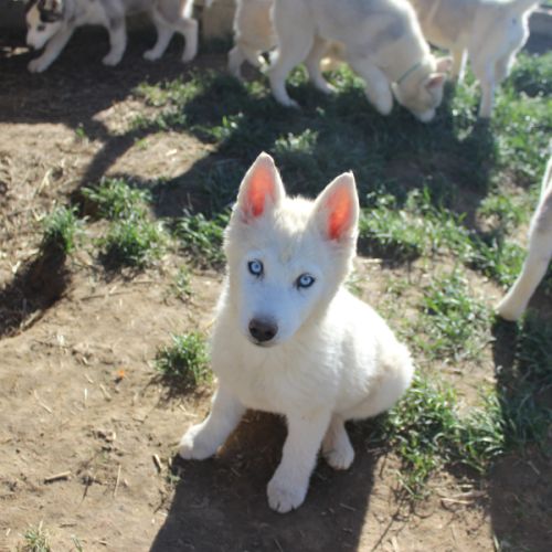 Chiot husky sibérien #6