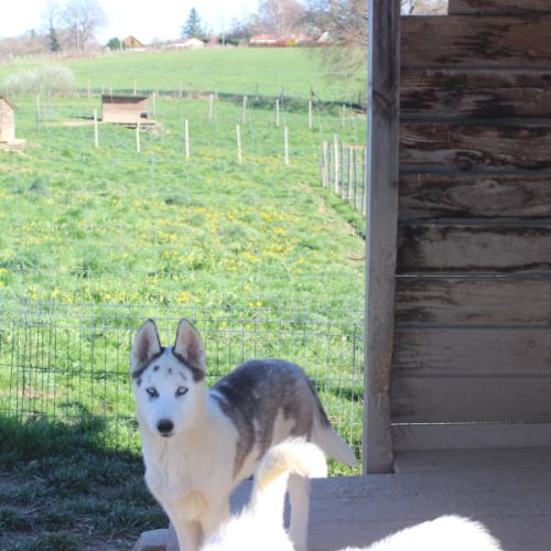 Chiot husky sibérien #8