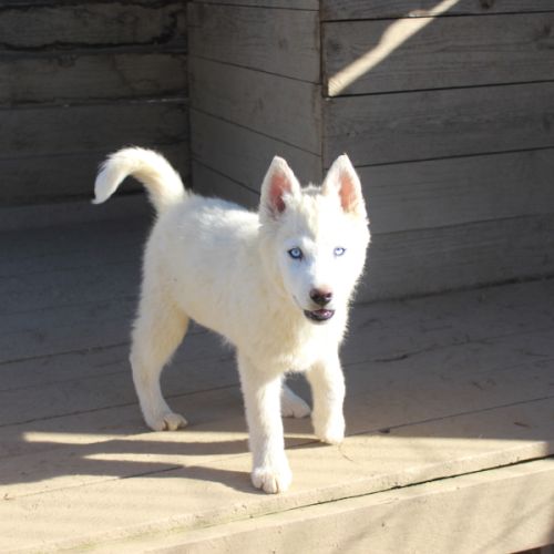 Chiot husky sibérien #9