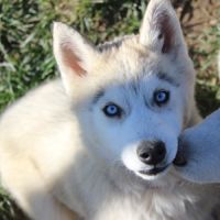 Chiot husky sibérien #2