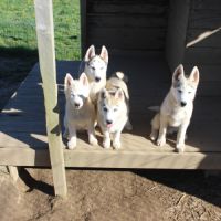 Chiot husky sibérien #5