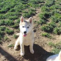 Chiot husky sibérien #7