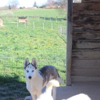 Chiot husky sibérien #8