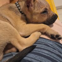 Pepsi le nounours gourmand #1