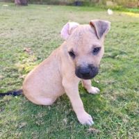 Pepsi le nounours gourmand #2