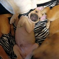 Pepsi le nounours gourmand #3