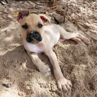 Pepsi le nounours gourmand