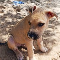 Pepsi le nounours gourmand #6