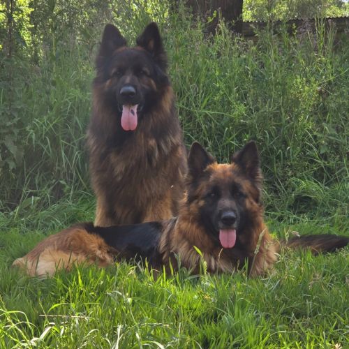 Chiot berger allemand