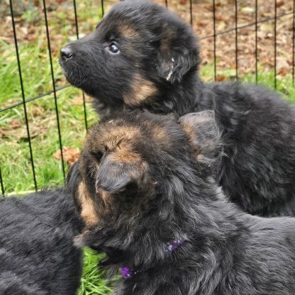 Chiot berger allemand #2