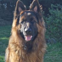 Chiot berger allemand #1