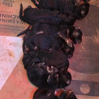 Chiot berger allemand #3