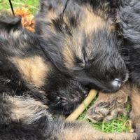 Chiot berger allemand #3