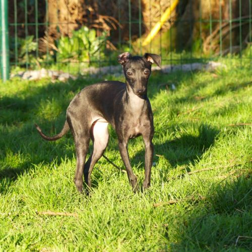 Lévrier italien inscrit au lof #1