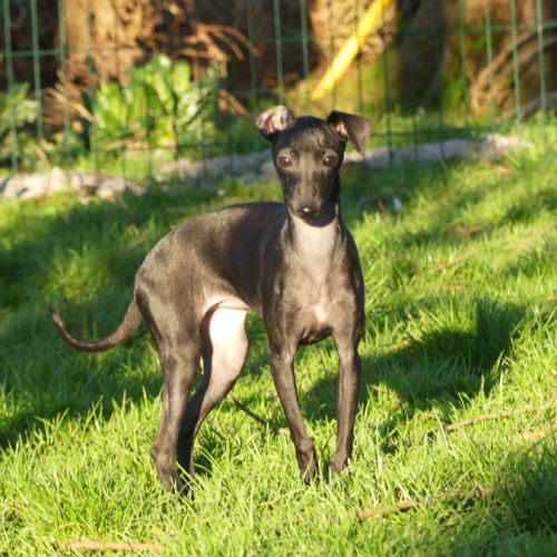 Lévrier italien inscrit au lof #0